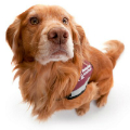 Hearing Dogs for Deaf People